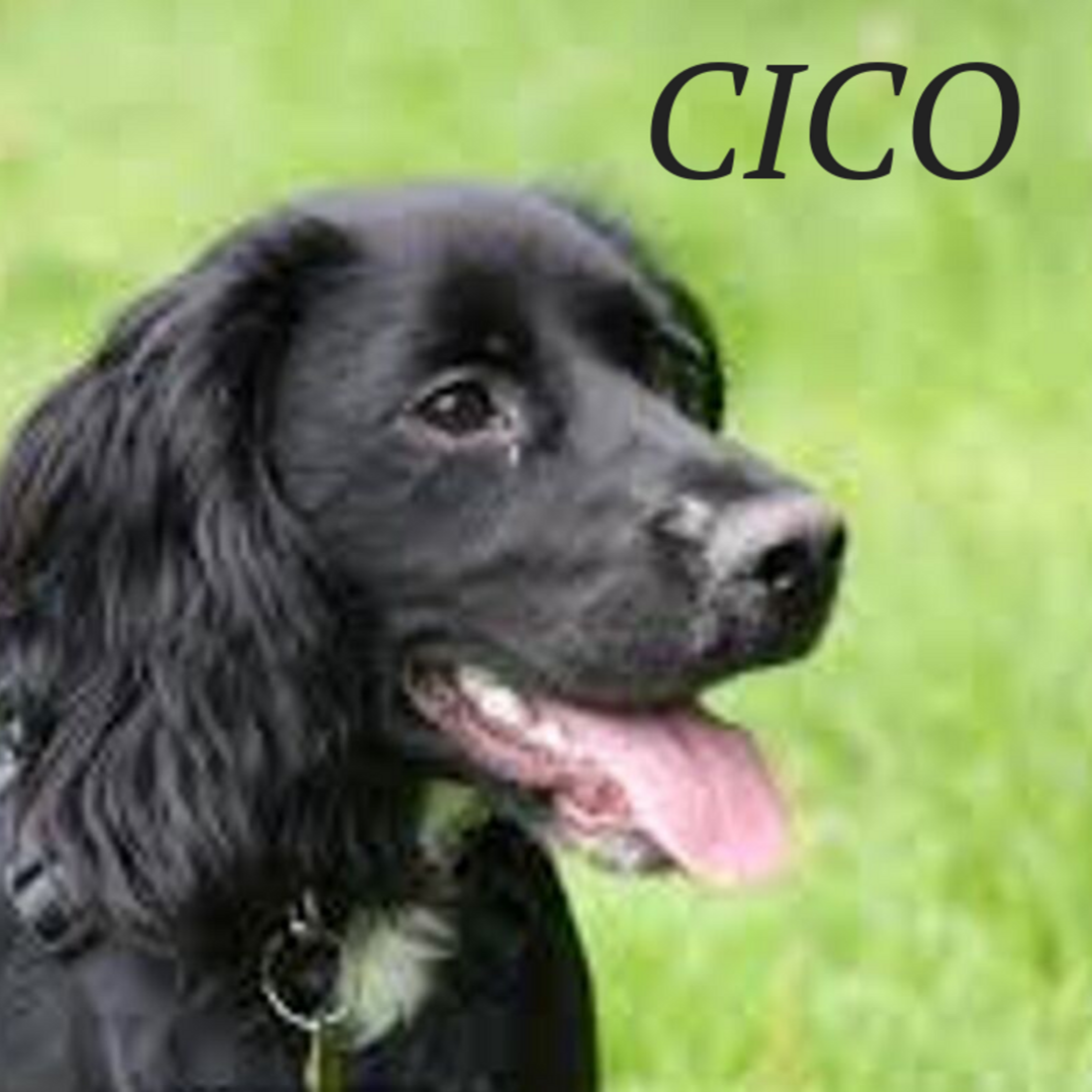 CICO